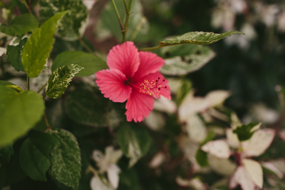 hibiscus